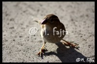 /album/martin-fajta/ptak-jpg1/